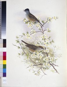 ユーラシアン・ブラックキャップ（Sylvia atricapilla）（手彩色のリトグラフ版 作： John (after) Gould