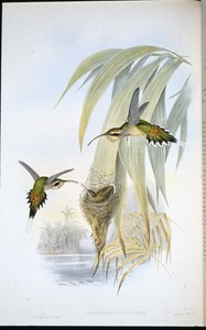 ユーリノーム・ハーミット（Phaethornis Eurynome）（手彩色のリトグラフ版 作： John (after) Gould