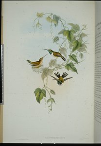 ファニーのウッドスター（calothorax Fanny）（手彩色リトグラフ 作： John (after) Gould