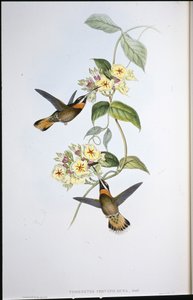 フォーンテール・バーブド・スロート・ハミング・バード（Threnetes Cervinicauda）（手彩色リトグラフ版 作： John (after) Gould