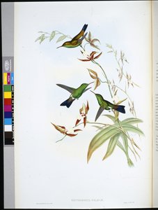 フェリシアのエリスロノート（Erythronota Feliciae）（手彩色のリトグラフ 作： John (after) Gould