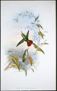 フィエリテール・アボセット（Avocettula Recurvirostris）（手彩色のリトグラフ版 作： John (after) Gould