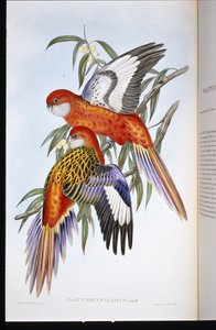 火焔型インコ（プラティセルクス・イグニタス）（手彩色のリトグラフ 作： John (after) Gould