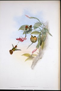 フリルコケット（Lophornis Magnificus）（手彩色リトグラフ
