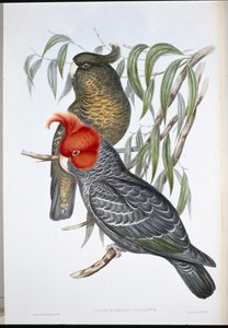 ガンガリコカトゥー（Callocephalon Galeatum）（手彩色リトグラフ版 作： John (after) Gould