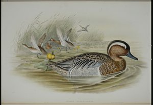 ガーガニー（Qeurquedula Circia）（手彩色のリトグラフ版 作： John (after) Gould