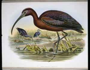 グロッシーアイベックス（Falcinellus Igneus）（彩色済み彫刻作品 作： John (after) Gould