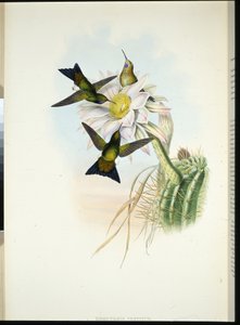 光るパフレッグ（Eriocnemis Vestitus）（手彩色リトグラフ版 作： John (after) Gould