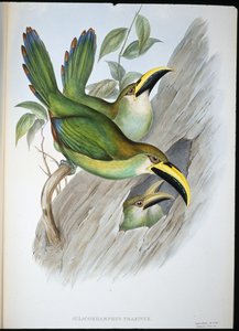 金緑色のハシビロコウ（Aulacoramphus Prasinus）（手彩色のリトグラフ 作： John (after) Gould