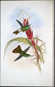 手彩色リトグラフ 作： John (after) Gould