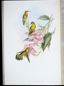 ゴールデンスロートハミングバード（Chrysobronchus Viriscens）（手彩色リトグラフ 作： John (after) Gould