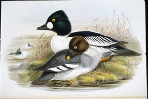 ゴールデンアイ（Clangula Glaucion）（手彩色リトグラフ 作： John (after) Gould