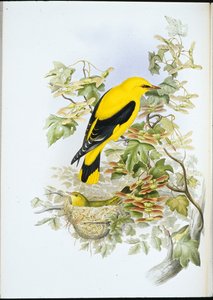 金色のオリオール（Oriolus Galbula）（手彩色のリトグラフ