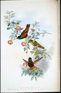 ゴールデン・スター・フロントレット（Helianthea Eos）（手彩色リトグラフ 作： John (after) Gould