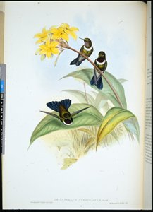 ゴルゲット・サン・エンジェル（Heliangelus Strophianus）（手彩色リトグラフ 作： John (after) Gould