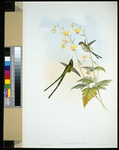 グレースフルトレインベアラー（lesbia gracilis）（手彩色リトグラフ版 作： John (after) Gould