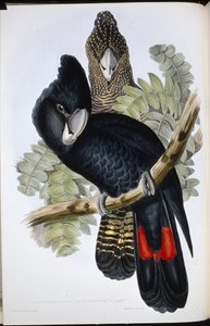 グレートベルド・ブラック・コカトゥー（Calyptorhynchus Macrorhynchus）（手彩色のリトグラフ 作： John (after) Gould