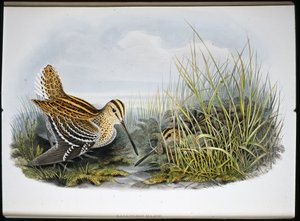 オオジシギ（Gallinaco Major）（手彩色リトグラフ