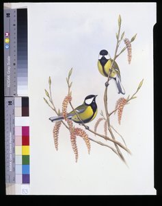 シジュウカラ（Parus Major）（手彩色リトグラフ