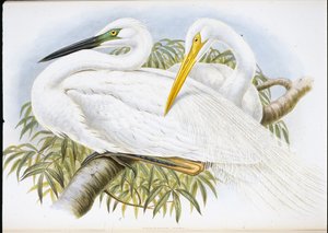 白鷺（Herodias Alba）（手彩色リトグラフ 作： John (after) Gould