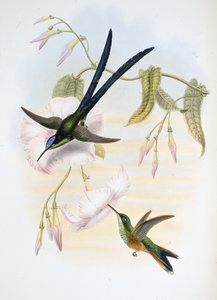 グレート・フォーク・テール・ハチドリ（Hylonymphia Macrocerca）（手彩色のリトグラフ 作： John (after) Gould