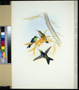 グリーンクラウン・パノプシス（thalurania verticeps）（手彩色リトグラフ 作： John (after) Gould