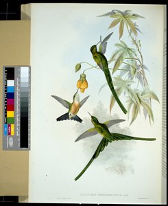 グリーンテール・シルフ（手彩色リトグラフ 作： John (after) Gould