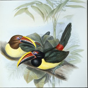グリーンアラカリ（手彩色リトグラフ版 作： John (after) Gould