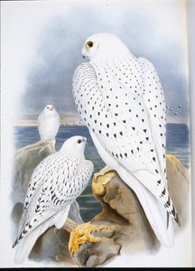 グリーンランド・ファルコン（Falco Candicans）（手彩色リトグラフ 作： John (after) Gould
