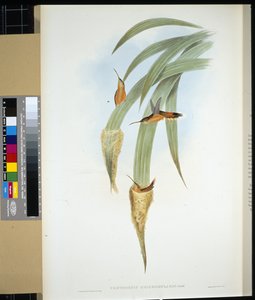 グレーズスロートハーミット（手彩色リトグラフ版 作： John (after) Gould