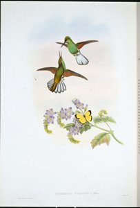 グレイストライプス（Eupherusa Poliocerca）（手彩色リトグラフ 作： John (after) Gould