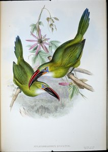 グルーヴ・ビル・トゥーカン（Aulacorhamphus Sulcatus）（手彩色リトグラフ版 作： John (after) Gould