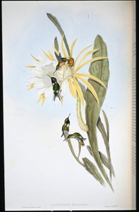 ヘリオドールのウッドスター（Calothorax Heliodori）（手彩色リトグラフ 作： John (after) Gould