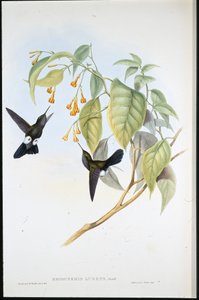 ホーリー・パフ・レッグ（Eriocnemis Lugens）（手彩色リトグラフ版 作： John (after) Gould