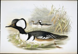 フーデッド・マーガンサー（Mergus Cucullatus）（手彩色リトグラフ 作： John (after) Gould