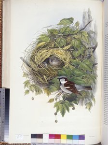 家雀（Passer domesticus）（手彩色リトグラフ 作： John (after) Gould