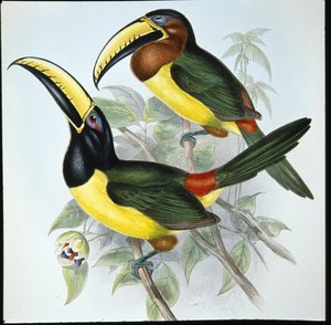 フンボルトのアラカリ（手彩色のリトグラフ版 作： John (after) Gould