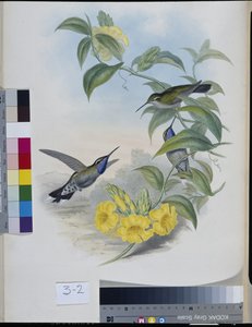 ハチドリ（Delattria Clemenciae）（手彩色のリトグラフ版 作： John (after) Gould