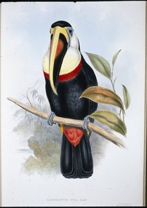 インカのオオハシ（Ramphastos inica）（手彩色リトグラフ 作： John (after) Gould