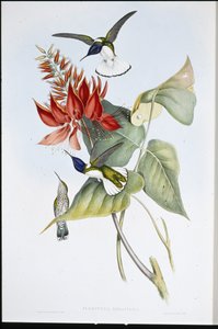 ジャコビン（Florisuga Mellivora）（手彩色のリトグラフ版 作： John (after) Gould