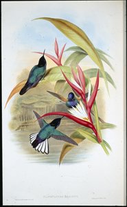 ジャルダンのパノプシス（Panoplites Jardini）（手彩色リトグラフ 作： John (after) Gould