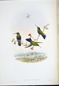 ジェルスキー・ウッドニンプス（Thalurania Jelskii）（手彩色リトグラフ 作： John (after) Gould