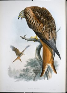 グリードのカイト（Milvus Regalis）（彩色済み彫刻 作： John (after) Gould