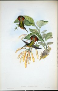 ランスロット・ハーミット（Glaucis Lanceolata）（手彩色リトグラフ 作： John (after) Gould