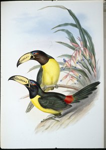 文字入りアラカリ（手彩色リトグラフ版 作： John (after) Gould