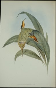 リトルハーミット（Phaethornis eremita）（手彩色リトグラフ 作： John (after) Gould