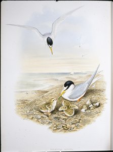 コアジサシ（Sternula Minuta）（手彩色リトグラフ