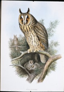 長耳のフクロウ（Otus Vulgaris）（手彩色リトグラフ 作： John (after) Gould