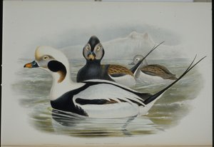 オナガガモ（Harelda Glacialis）（手彩色リトグラフ 作： John (after) Gould