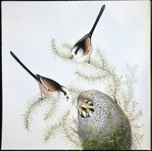 シジュウカラ（Mecistura Caudata）（手彩色リトグラフ 作： John (after) Gould
